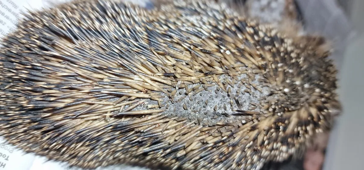Igel fiel einem Mähroboter zum Opfer.